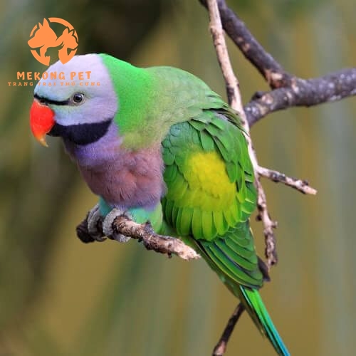 Giá vẹt ngực hồng trưởng thành và được thuần hóa, huyến luyện sẵn có giá thành cao